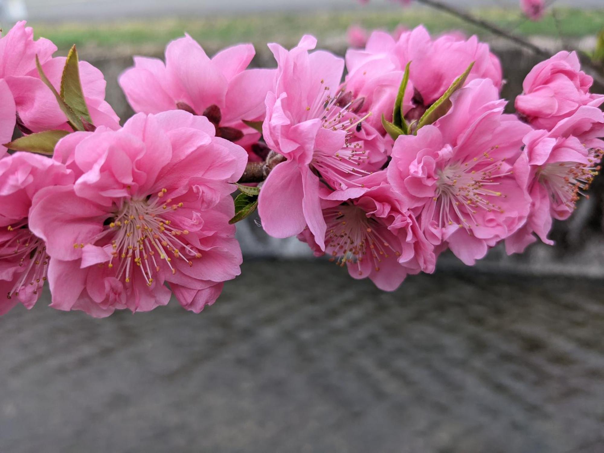 Farm Stay Inn Sanzaemon-Tei 母屋guesthouse Shiga-Takasima Traditional Japanese Architecture House 외부 사진
