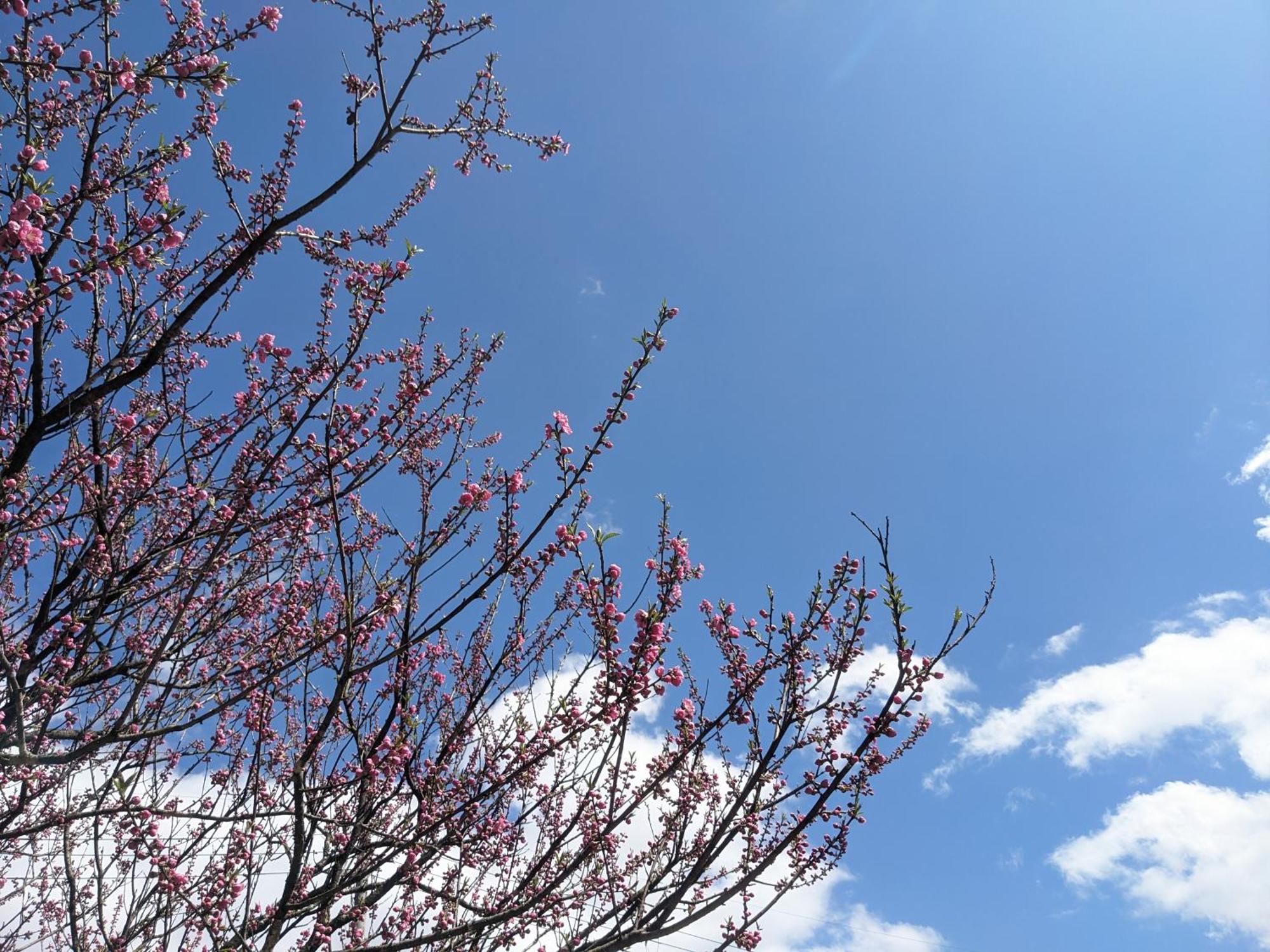 Farm Stay Inn Sanzaemon-Tei 母屋guesthouse Shiga-Takasima Traditional Japanese Architecture House 외부 사진